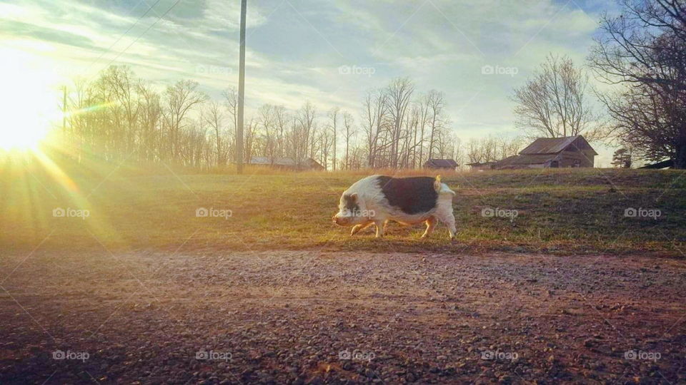 Pig Taking a walk on the farm