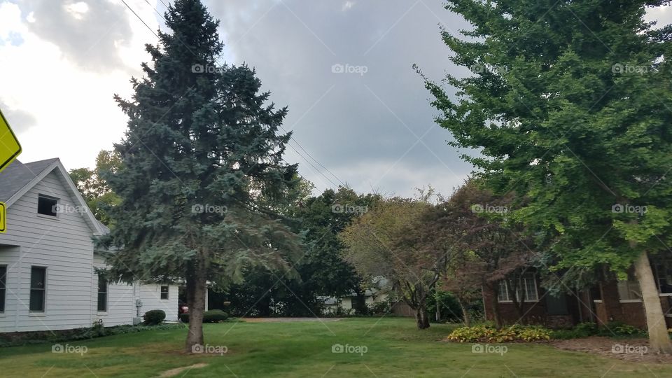 Tree, No Person, Wood, Landscape, Outdoors