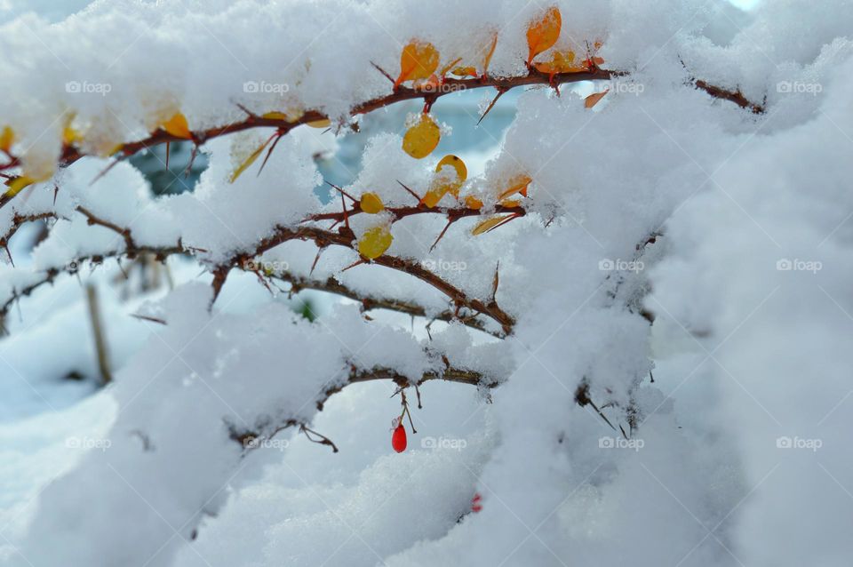 branches with colored barberry leaves snowed with fluffy first snow