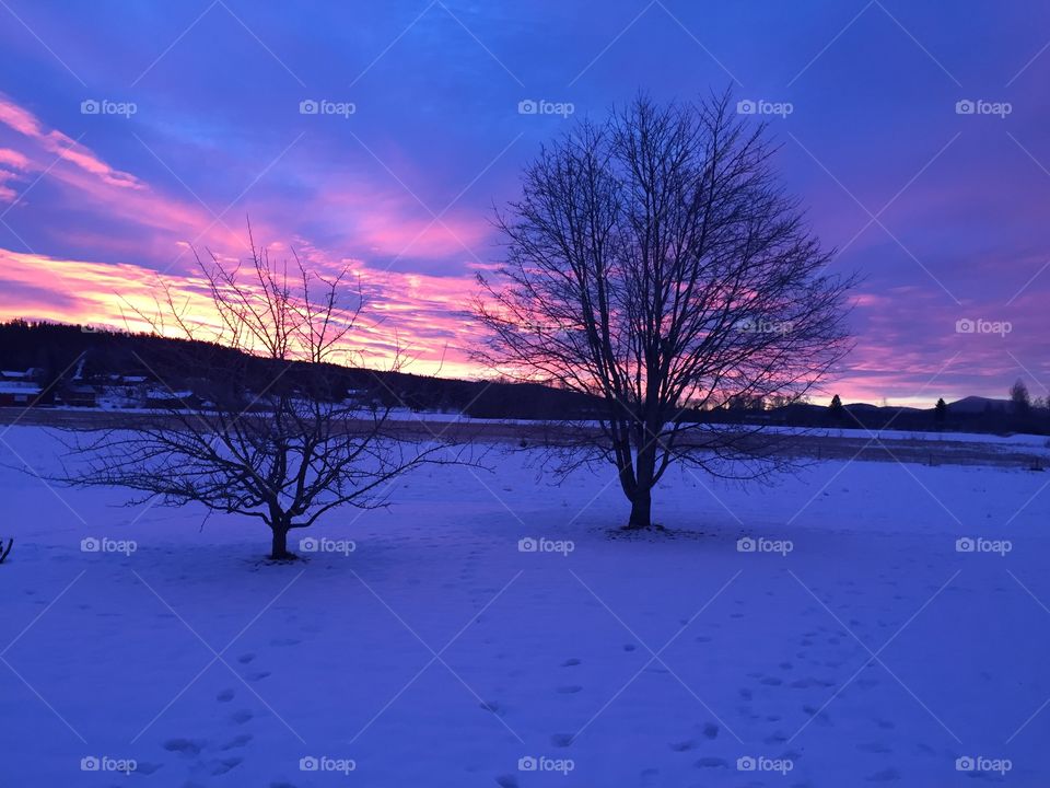 Landscape, Dawn, Tree, Winter, Sunset