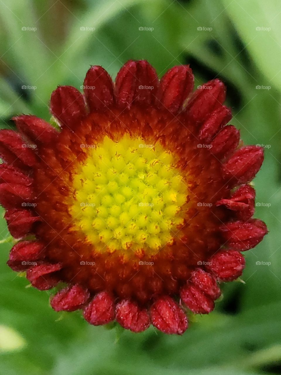 close up of red flower with yellow center