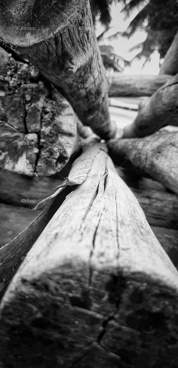 the beauty of white and black