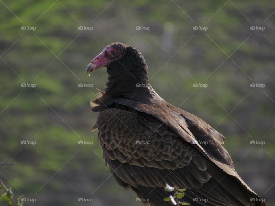 Profile of a Turkey Vulture 