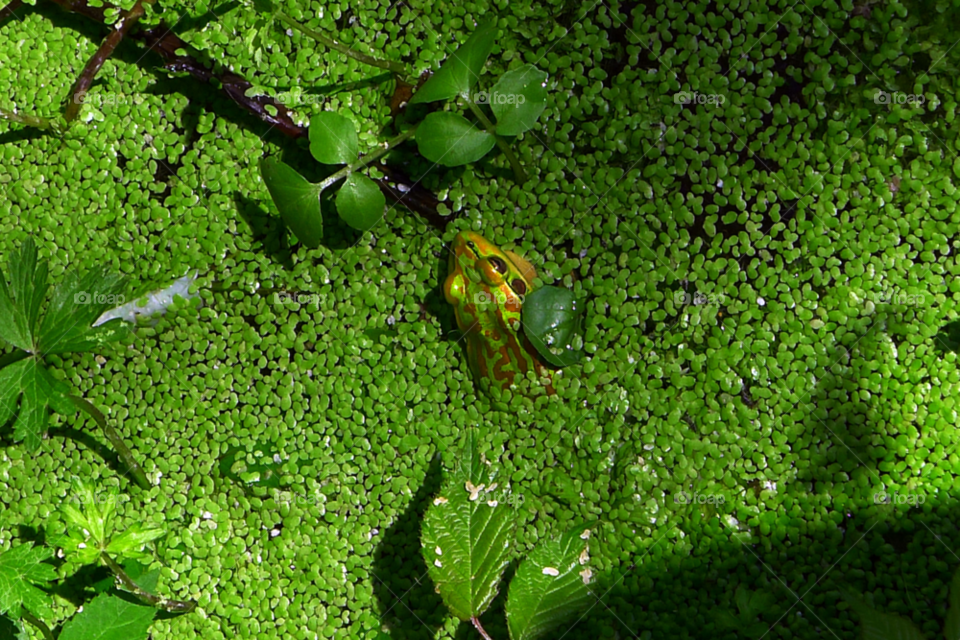 green leaves new zealand frog by paullj