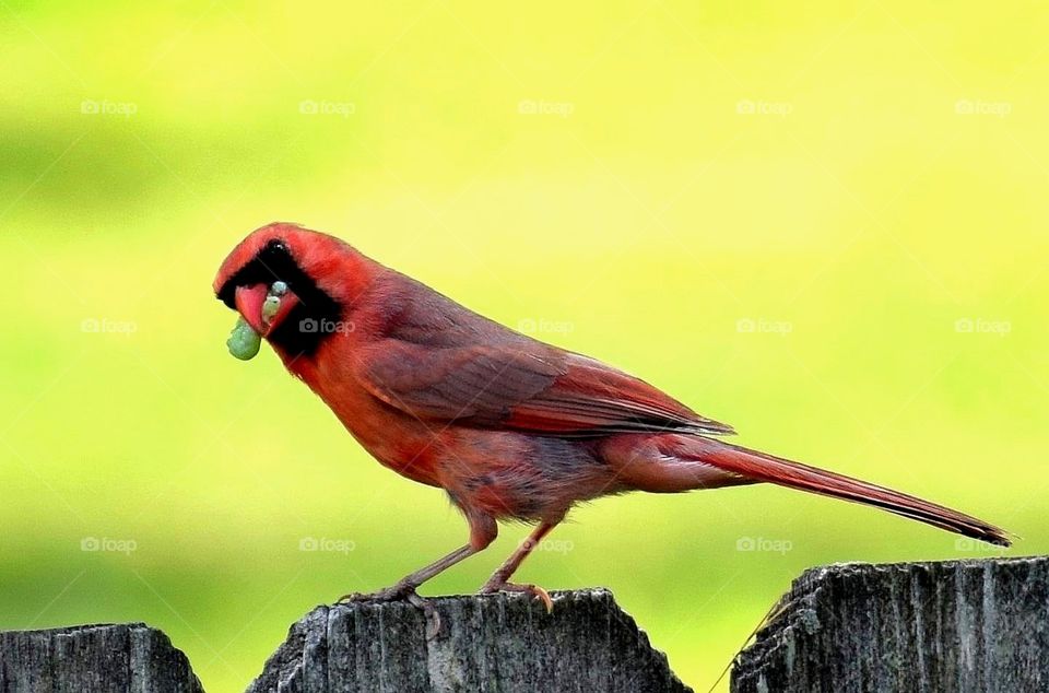 cardinal with food