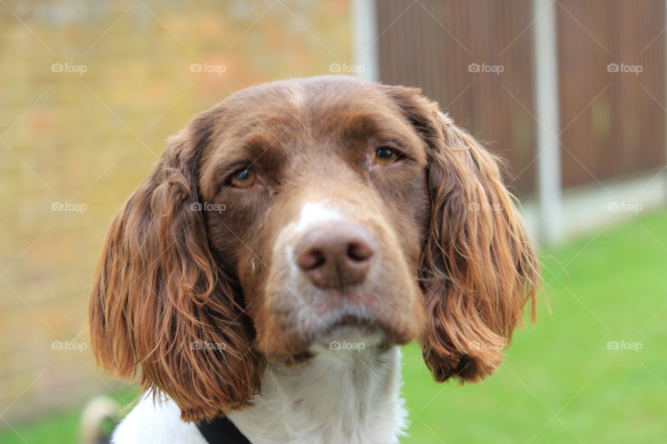 spaniel