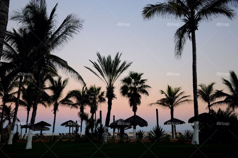 Palm trees in los cabos