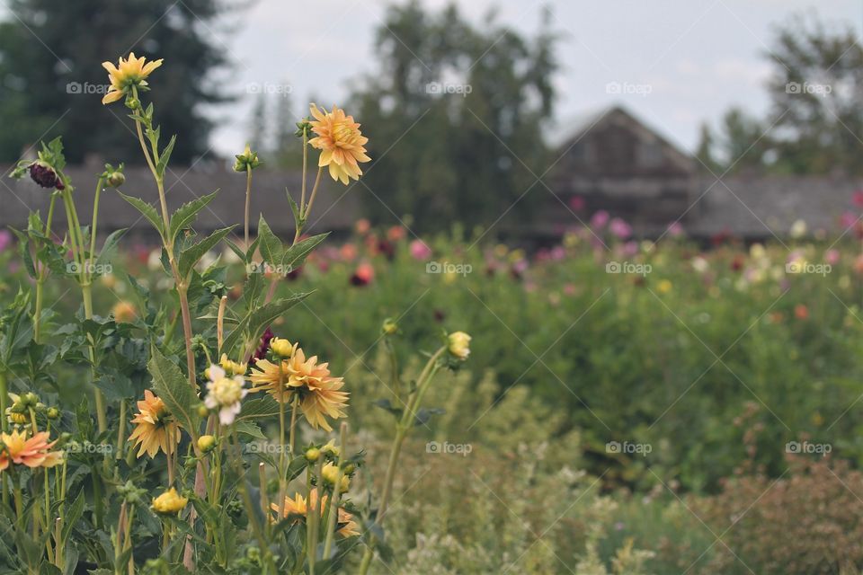 dahlia field