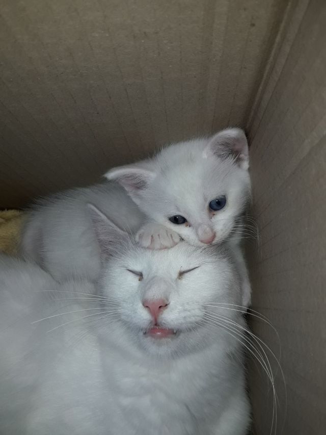 kitty and mom playing together