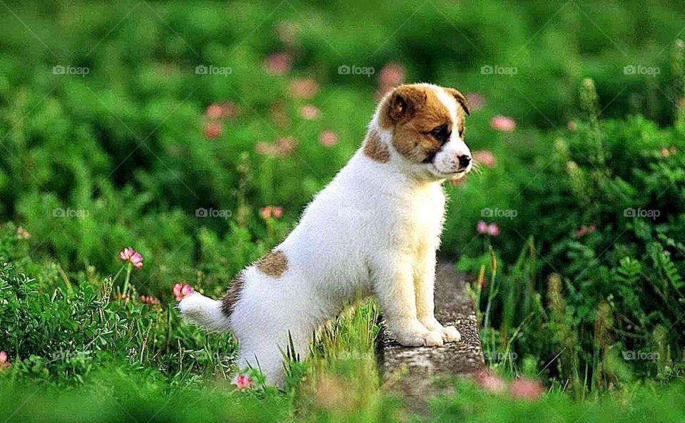 Beautiful white dog