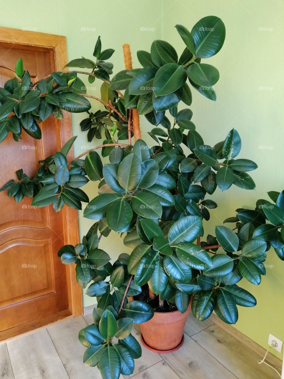Ficus