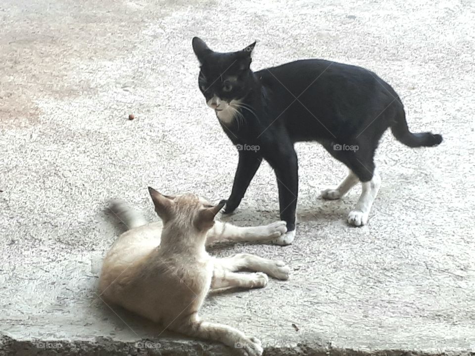 Two cats