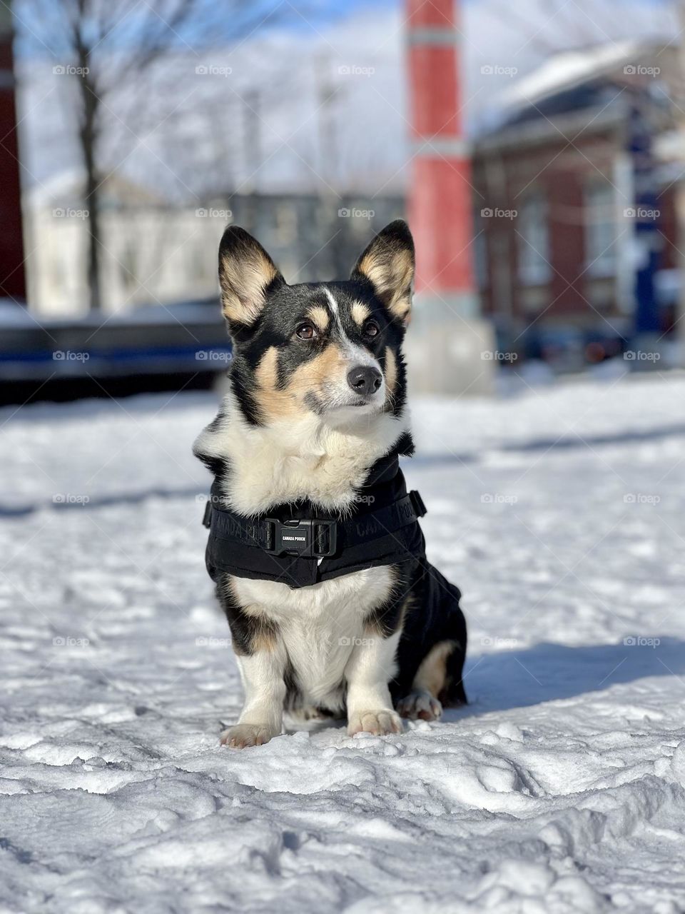 A cute corgi dog outside enjoying a winter day in the snow. Apple iPhone  