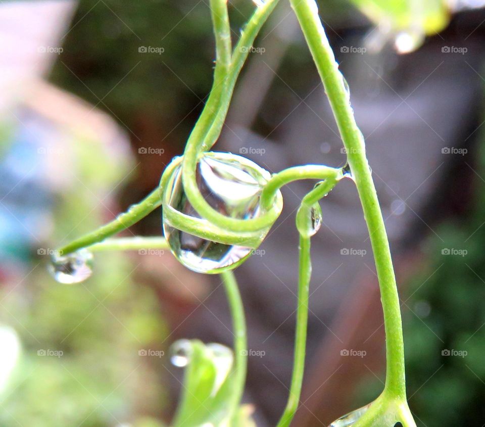 delicate droplet