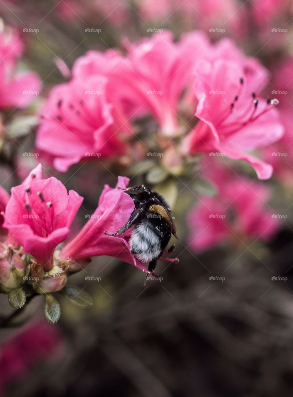 Honey bee on flower