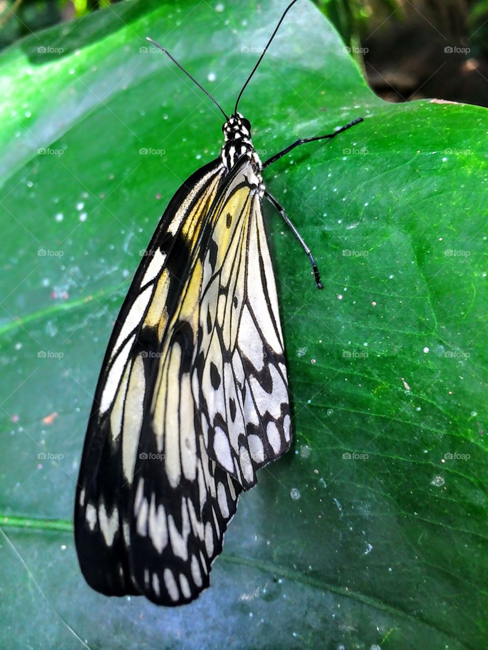 Butterfly on green leaf