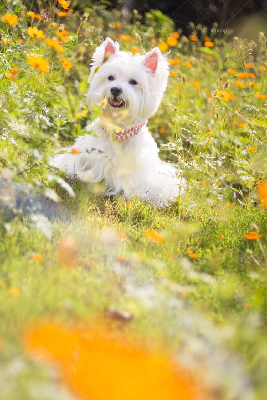 cute westie dog with surround flower