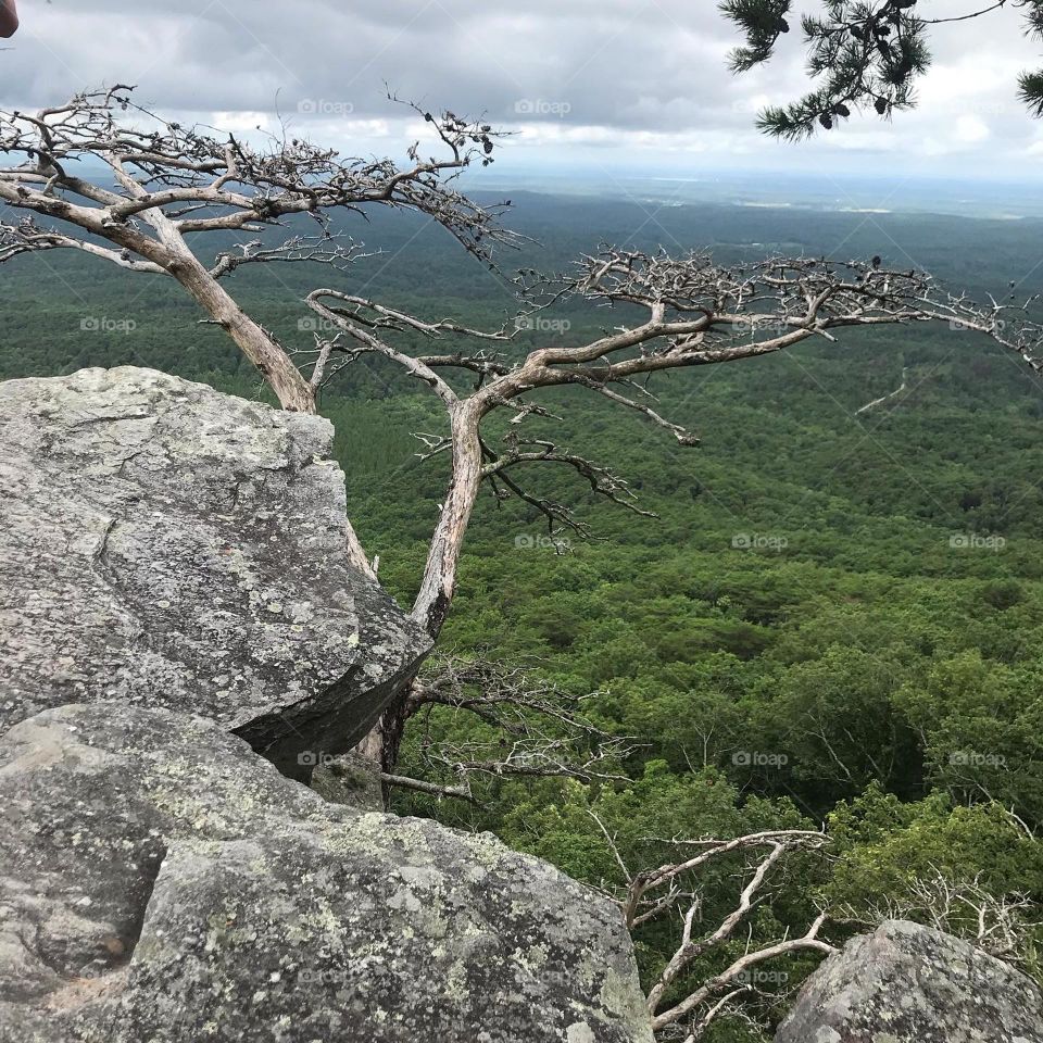 Tree on the side of a cliff with a beautiful view of mountains. 