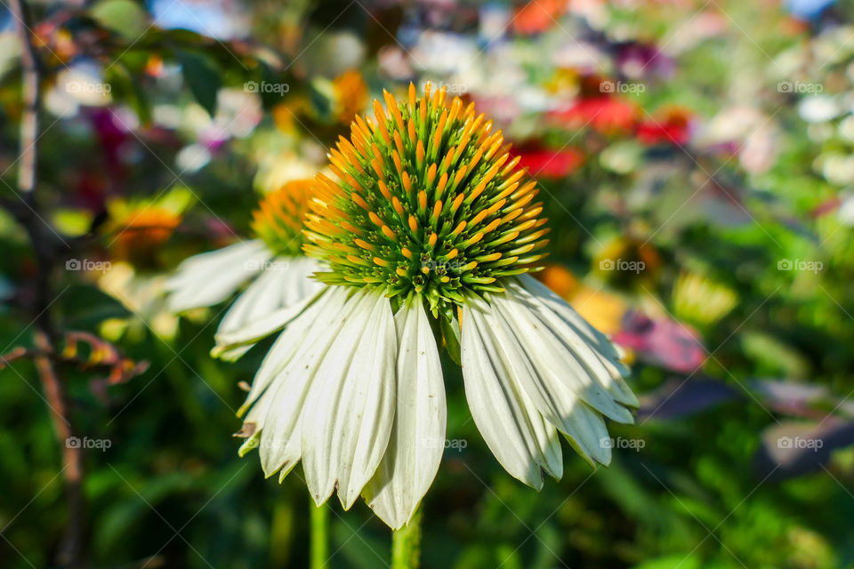 Echinacea pallida, pale purple coneflower