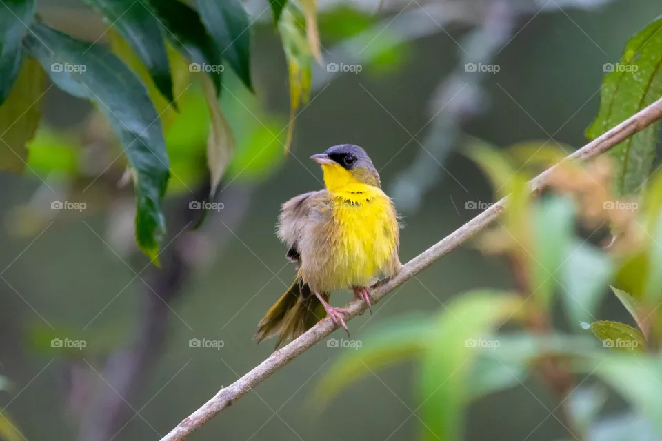 Gray-crowned Yellowthroated. Costa Rica