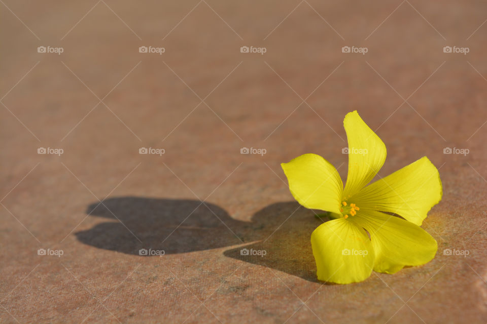 Beautiful yellow flower on the floor.