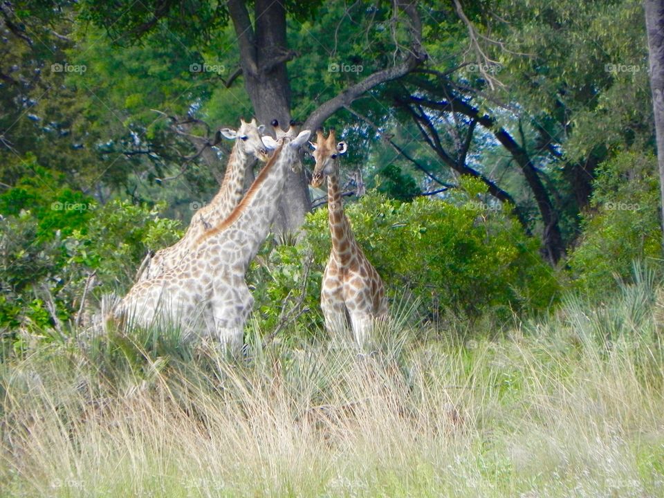 Giraffes having a mid day chat 
