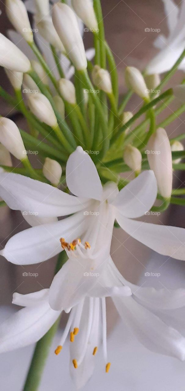 flores blancas