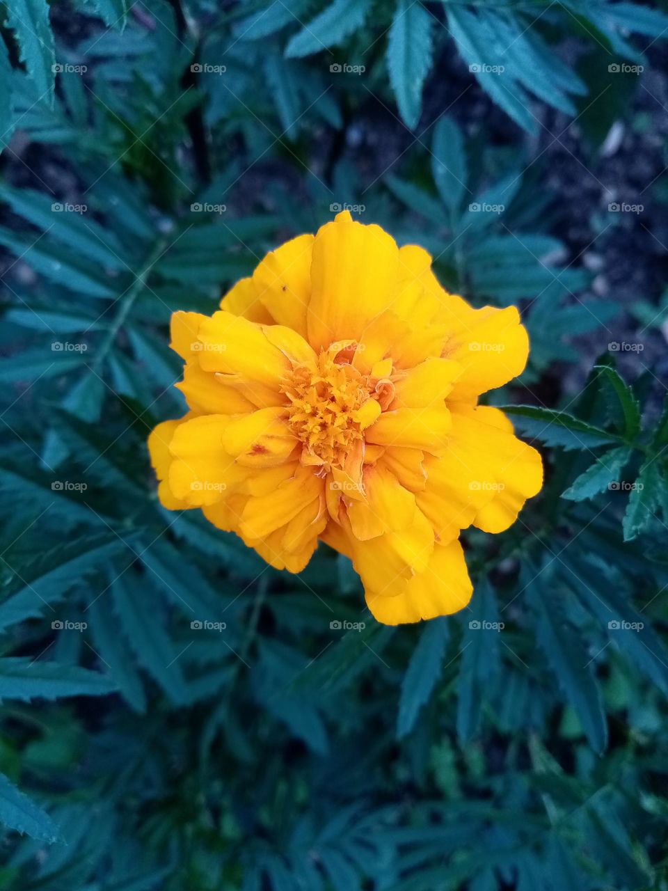 editor Choice photo of the week