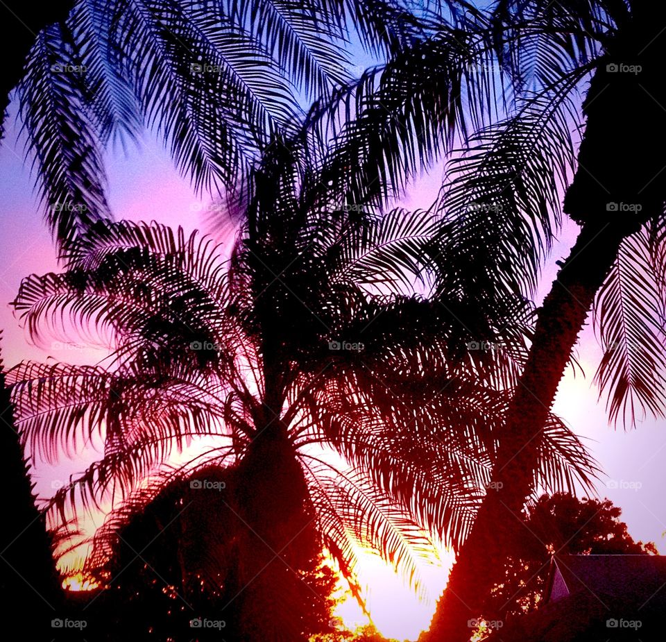Palm tree sunset. Sunset
