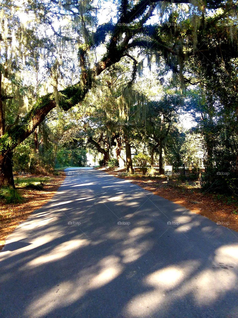 oak tree lined street heavy with Spanish Moss laying shadows on the road