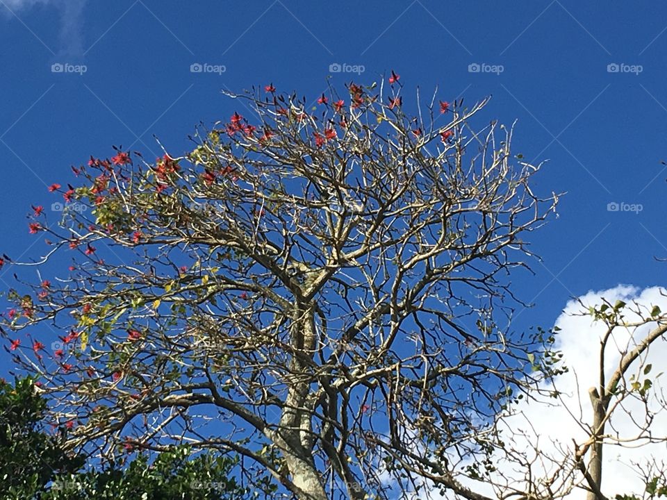 Beautiful Coral tree - Erythrina lysistemon 
