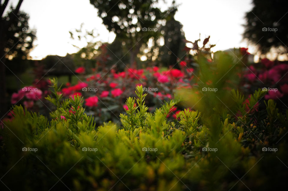 garden plants pink close by randi_richards