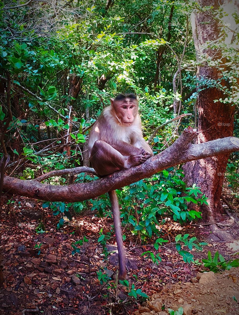 Monkey Sitting pose on tree awesome shot on Camera
