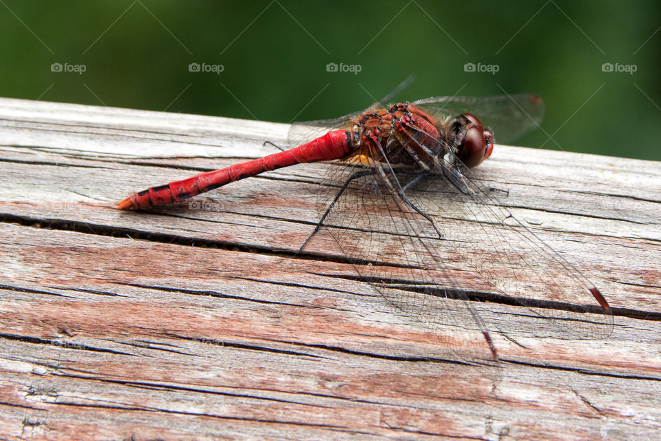 Red dragonfly on wood