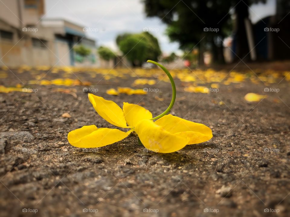 Flowers in the street, like a carpet. Several small, yellow flowers falling in the street like snow... Sweet acacia flower.