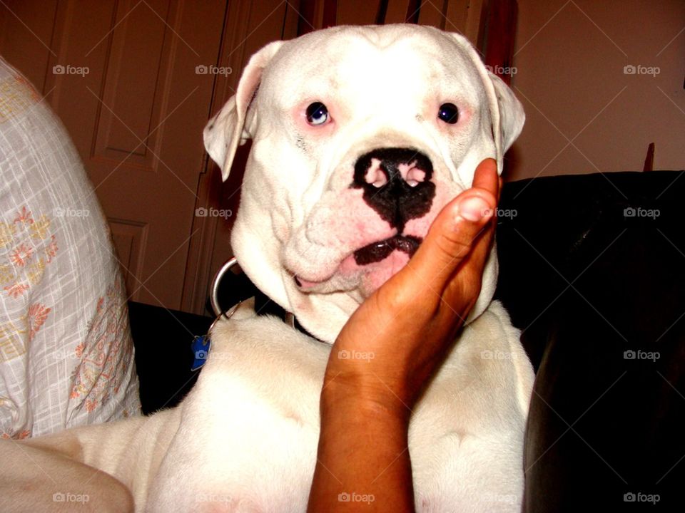 Not just a pretty little face!. This is my sons American Bull Dog who weighs 130 pounds but is a pushover!