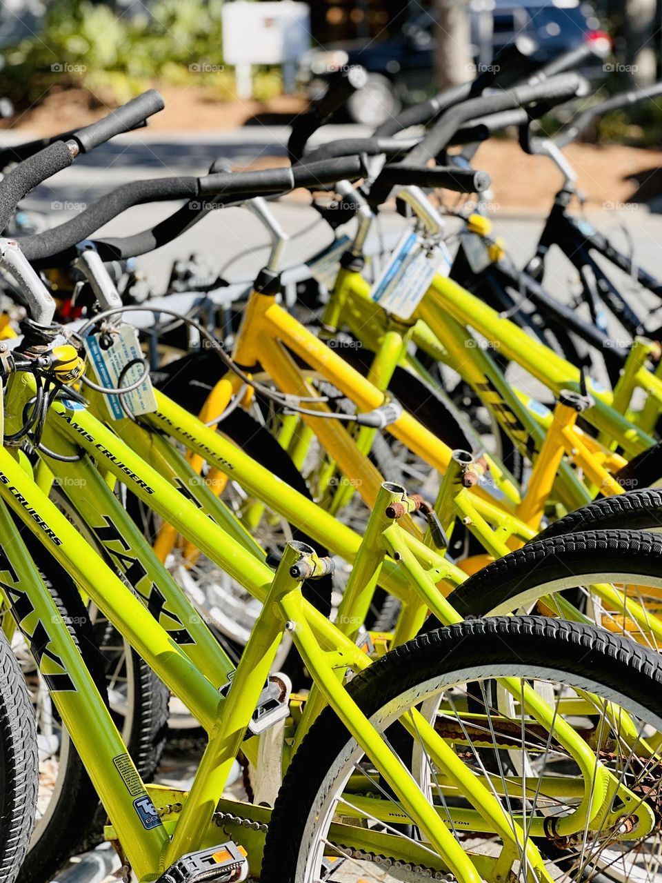 Closeup row of yellow bicycles with the seats removed and locked together. They are rentals.