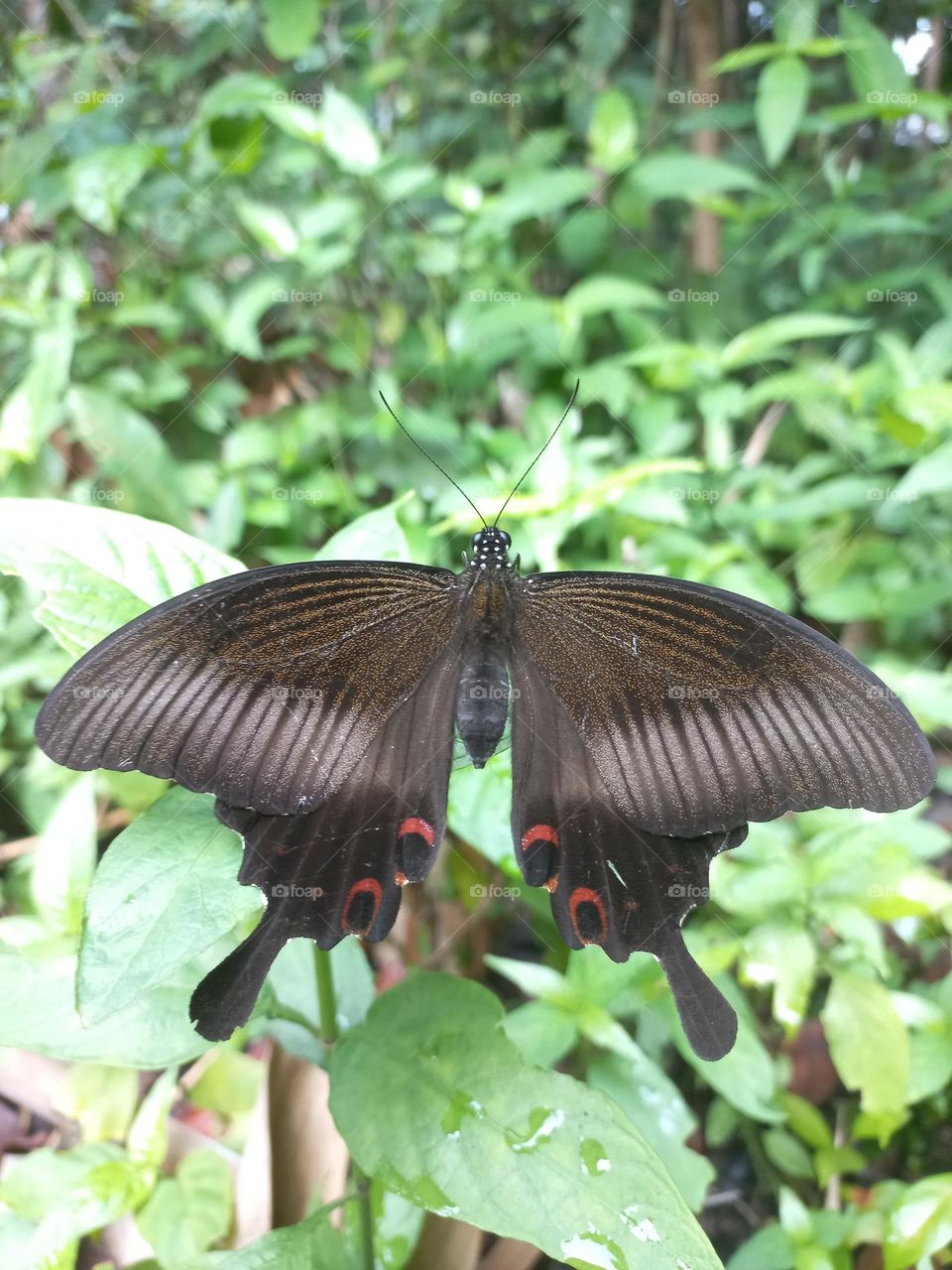 Papilio helenus is a butterfly from the Papilionidae family. It has broad wings and tends to have a dark metallic color that changes color when exposed to sunlight.
