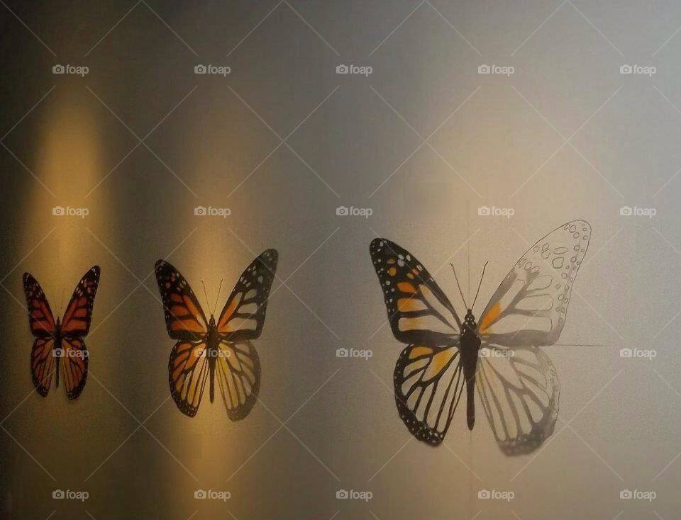 Butterflies 2. As we walked down a half lighten hall way..we saw a image of what would be a butterfly.. The darker it got further down.