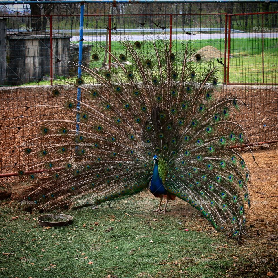 Peacock