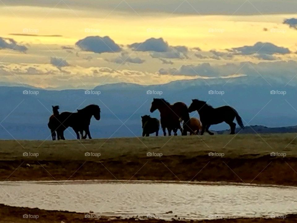 For the love of horses.  Pryor Mountain Mustangs dancing in the sunset at the top of Pryor Mountain.  Nothing captures beauty like the free spirit of  a wild horse.