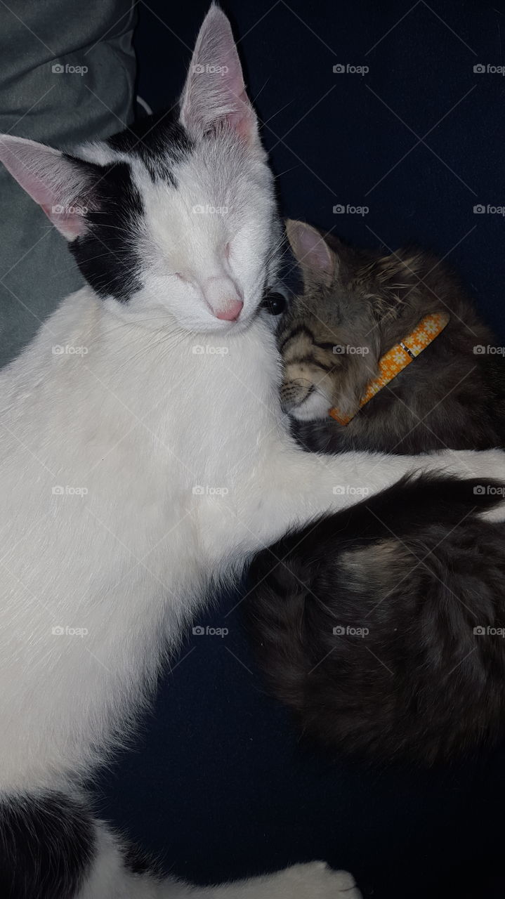 two kittens cuddling while they nap
