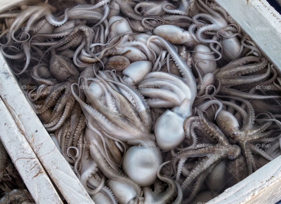 Squid for sale at the crab market in Kep, Cambodia 