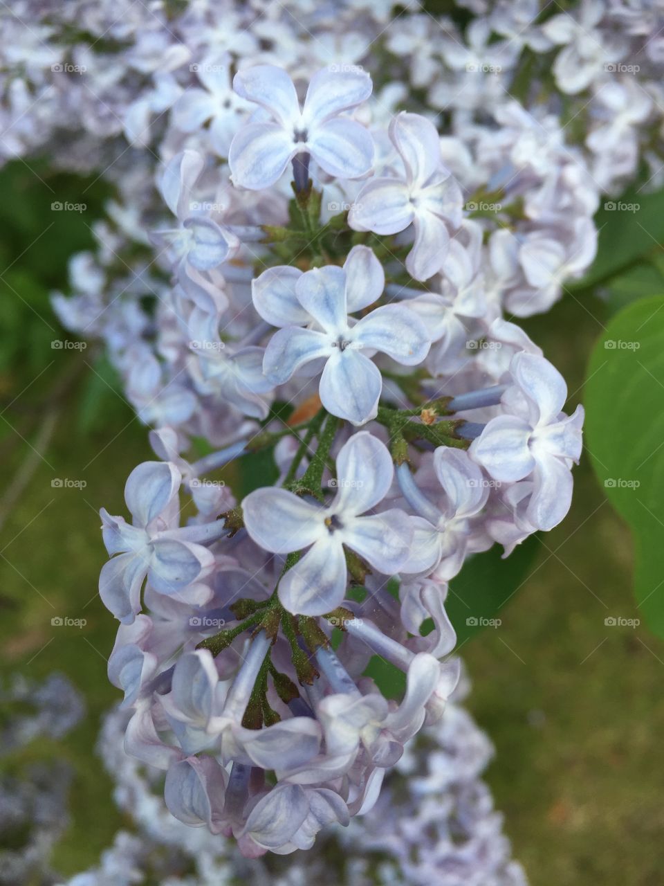 In my garden 