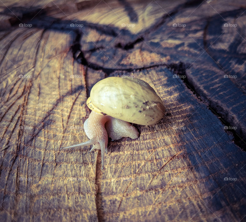 snail on wood
