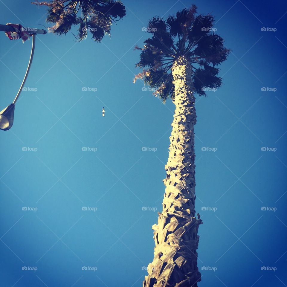 Palm Tree in Los Angeles. Looking up at a palm tree and a seagull in Los Angeles, CA.
