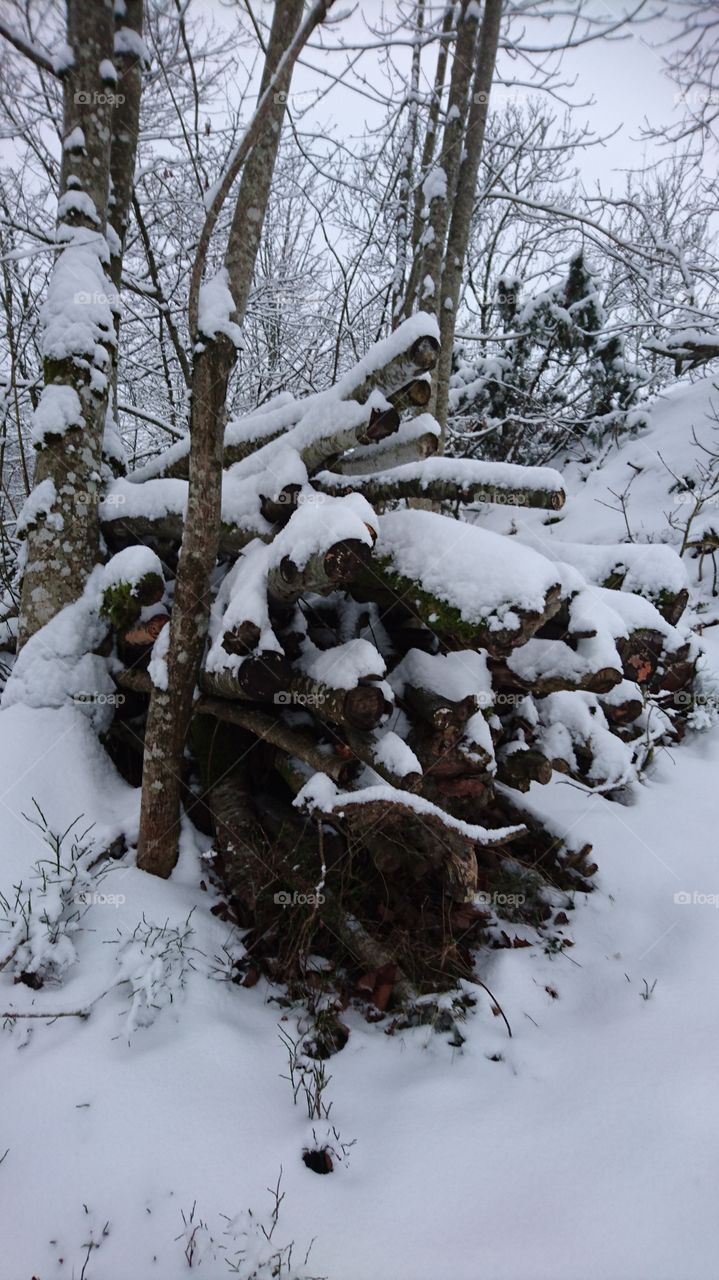 Snow covering future logs