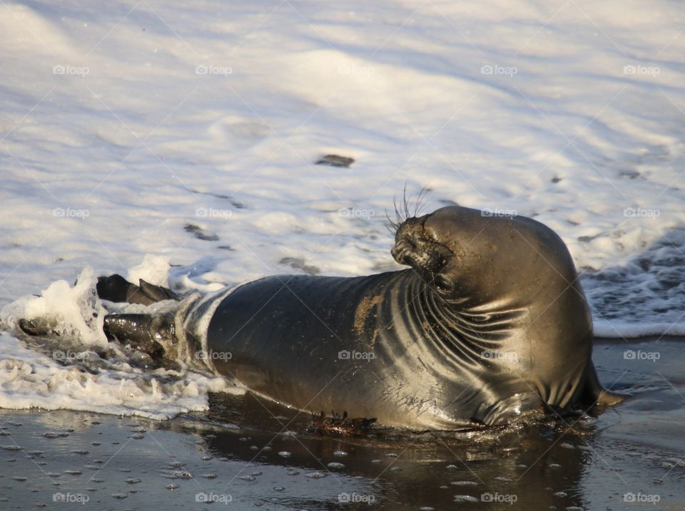 Young elephant seal playing in the water