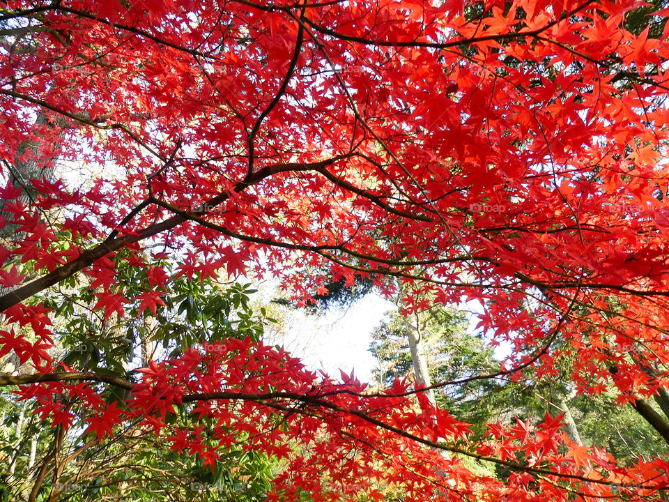 red colored japan maple tree