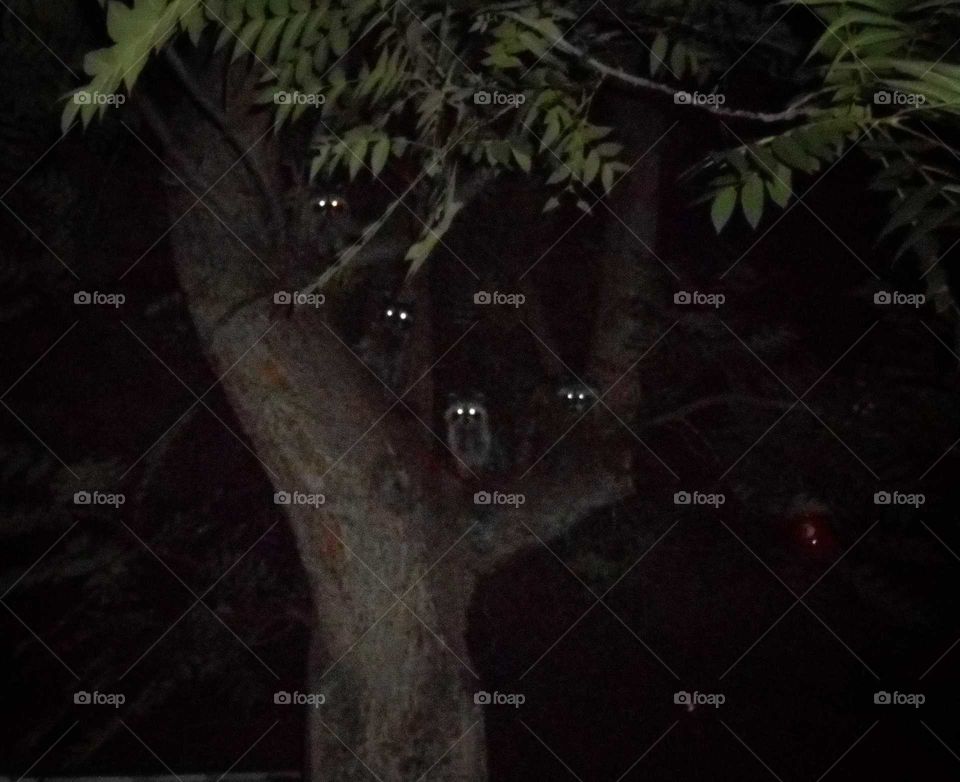 Five raccoons sitting in a tree, four sets of eyes looking at me.
